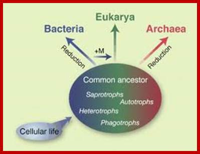 Image result for origin of  Archaea