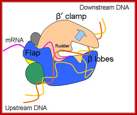 File:Rna polymerase features.png