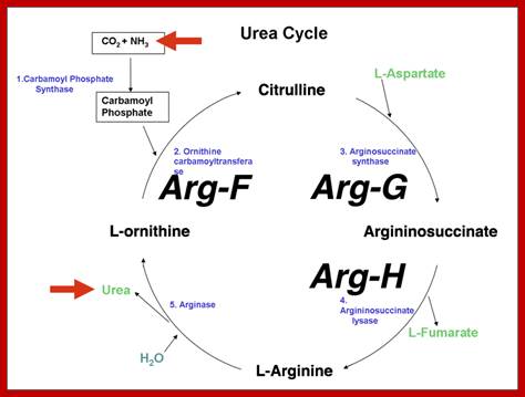 Image result for Arginine biosynthetic pathway