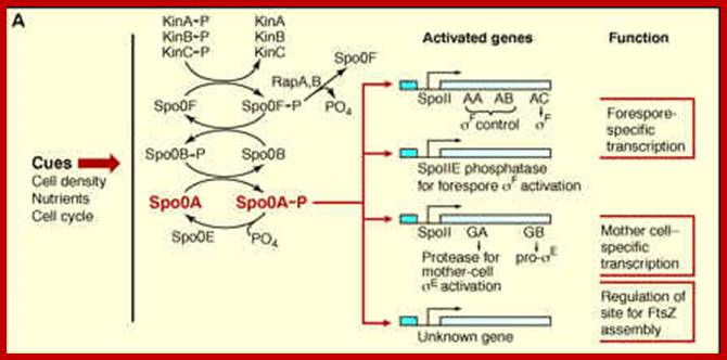Image result for phosphorylation and dephosphorylation-ultimately activates spoOA