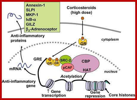 Figure 1: Glucocorticoid activation of anti-inflammatory gene expression. Glucocorticoids bind to cytoplasmic glucocorticoid receptors (GR) which translocate to the nucleus where they bind to glucocorticoid response elements (GRE) in the promoter region of steroid-sensitive genes and also directly or indirectly to co-activator molecules such as CREB-binding protein (CBP), p300/CBP activating factor (pCAF) or steroid receptor coactivator-2 (SRC-2), which have intrinsic histone acetyltransferase (HAT) activity, causing acetylation of lysines on histone H4, which leads to activation of genes encoding anti-inflammatory proteins, such as secretory leukoprotease inhibitor (SLPI), mitogen-activated kinase phosphatase-1 (MKP-1), inhibitor of nuclear factor κB (IκB-α) and glucocorticoid-induced leucine zipper protein (GILZ).