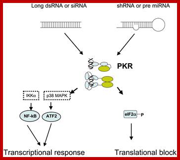 Image result for dsRNA dependent activation of PKR