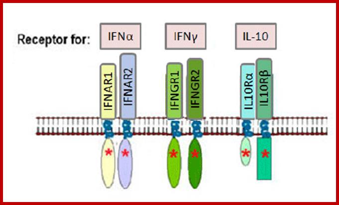Image result for IFN-IFN receptors