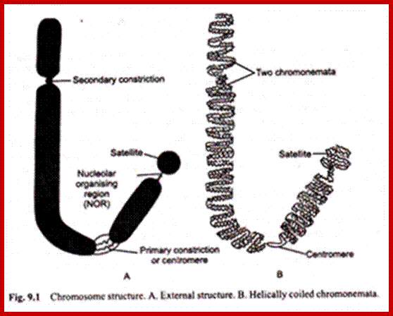 Image result for Ultrastructure chromosomes