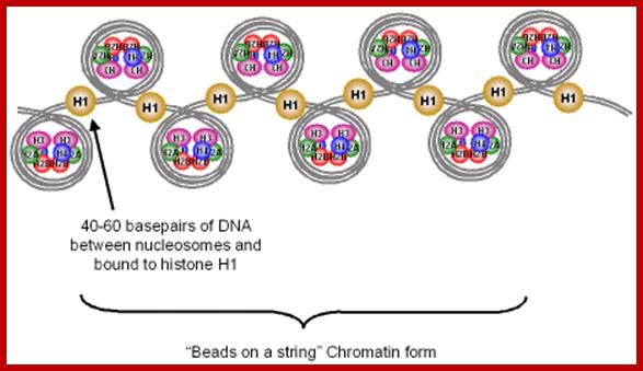 Image result for Structure and assembly of nucleosomes