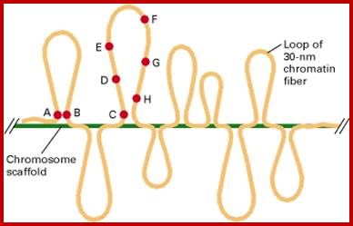 Figure 9-36. Experimental demonstration of chromatin loops in interphase chromosomes.