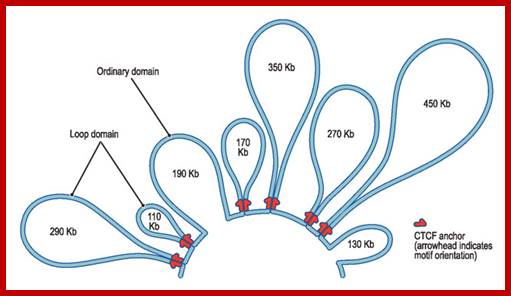 Image result for chromosomal Loops