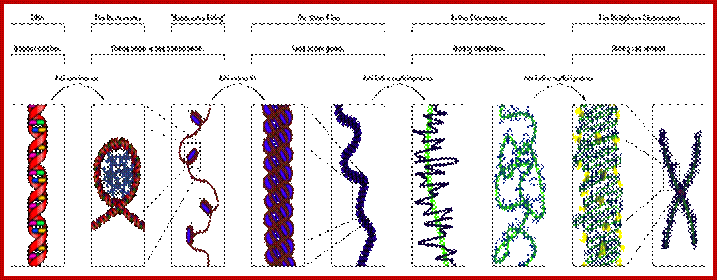 File:Chromatin Structures.png