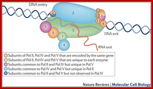 Description: Multisubunit RNA polymerases IV and V: purveyors of non-coding RNA for plant gene silencing
