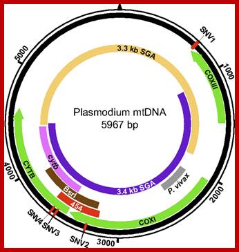 Image result for Mitochondrial DNA Plasmodium falciform