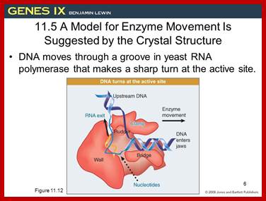 Image result for RNA polymerase1 crystal