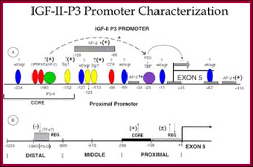 IGF-II-P3 Promoter Characterization