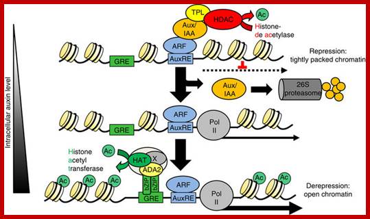 Image result for auxin induced genes- and promoters