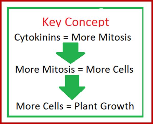 Image result for Cytokinins