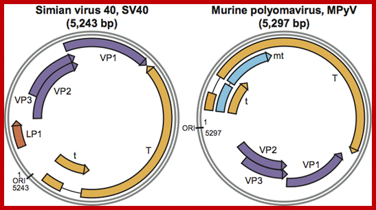 Image result for Polyoma and SV40 regulatory regions