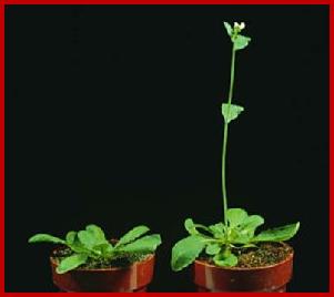 Image result for vernalization arabidopsis