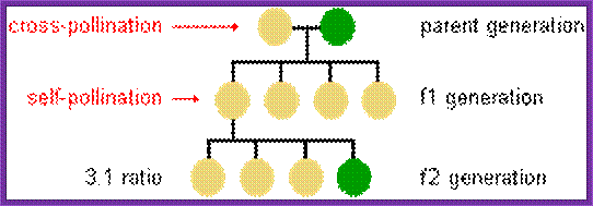 Description: diagram showing the result of cross-pollination in the first 2 offspring generations--in generation f1 all are yellow peas but in generation f2 the ratio of yellow to green peas is 3 to 1