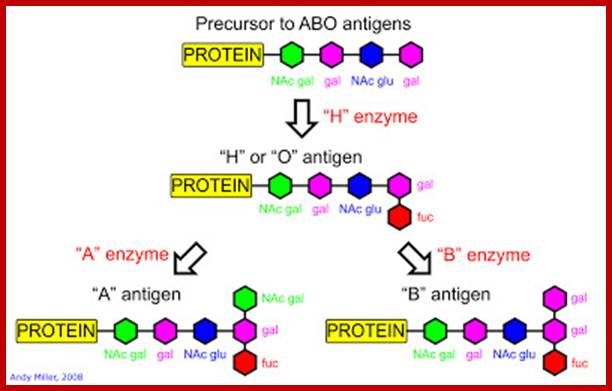 Image result for ABO antigenic genes