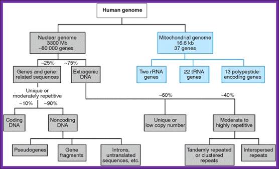 Description: Figure 7.1. Organization of the human genome.