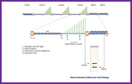 Epigenetic silencing of RNA polymerase I transcription