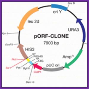 pORF-Clone Vector System