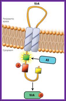 Schematic showing the location of the VirA receptor.