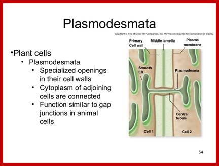 Image result for plasmodesmata in plant cells