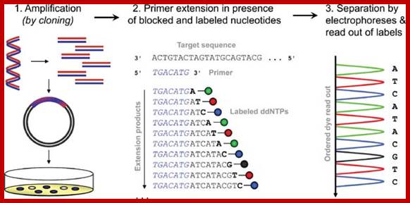 Figure 1: Schematic representation of the Sanger sequencing process. Input DNA is fragmented and cloned into bacterial vectors for in vivo amplification. Reverse strand synthesis is performed on the obtained copies starting from a known priming sequence and using a mixture of deoxy-nucleotides (dNTPs) and dideoxy-nucleotides (ddNTPs). The dNTP/ddNTP mixture randomly causes the extension to be non-reversibly terminated, creating differently extended molecules. Subsequently, after denaturation, clean up of free nucleotides, primers, and the enzyme, the resulting molecules are sorted using capillary electrophoresis by their molecular weight (corresponding to the point of termination) and the fluorescent label attached to the terminating ddNTPs is read out sequentially.