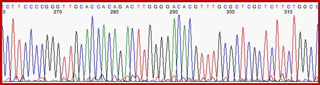 Image result for Sanger sequencing
