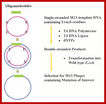 Image result for In Vitro Mutagenesis with added nucleotides