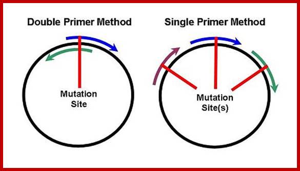 Image result for PCR mutagenesis