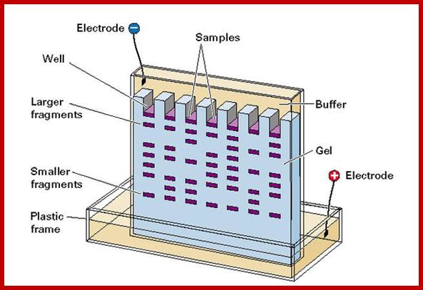 Image result for Vertical gel electrophoretic systems