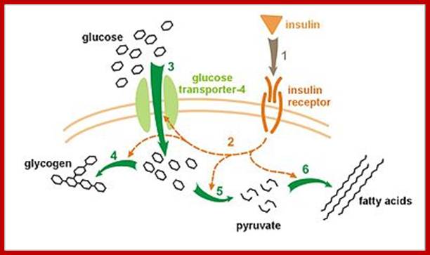 https://upload.wikimedia.org/wikipedia/commons/thumb/8/8c/Insulin_glucose_metabolism.jpg/400px-Insulin_glucose_metabolism.jpg