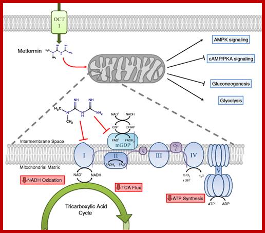 Image result for Metformin action on Mitochondrial Complex1