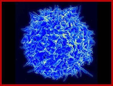 Healthy Human T Cell