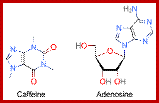 Two skeletal formulas: left – caffeine, right – adenosine.