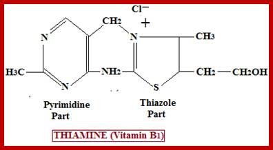 Image result for biochemical structure and function of vitamin thiamine