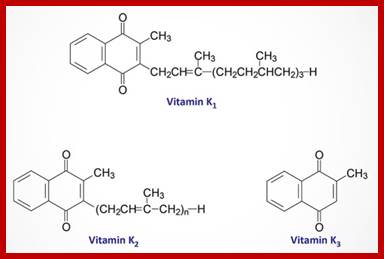 Image result for Structure and biochemical function of Vitamin K