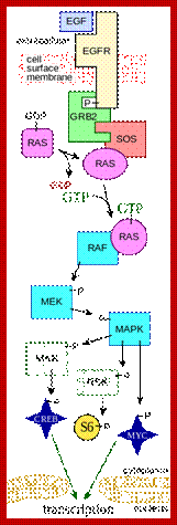 https://upload.wikimedia.org/wikipedia/commons/thumb/1/11/MAPKpathway_diagram.svg/220px-MAPKpathway_diagram.svg.png