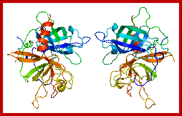 Protein PLAT PDB 1a5h.png