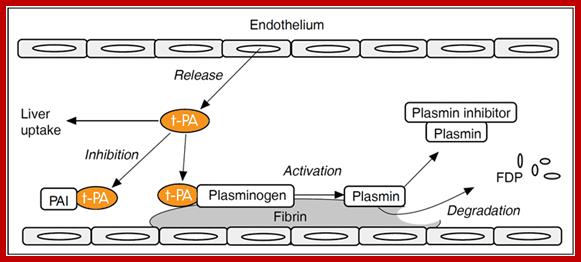 tPA t-PA tissue plasminogen activator assay test kit
