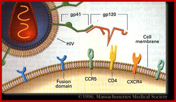 Image result for HIV Viral surface proteins interact with host cell surface proteins