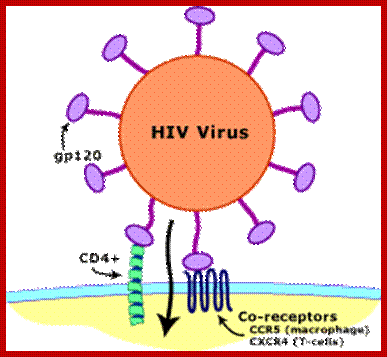 Image result for Cell receptor for HIV viruses