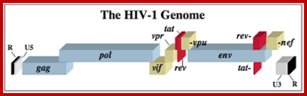 Image result for hiv genome structure