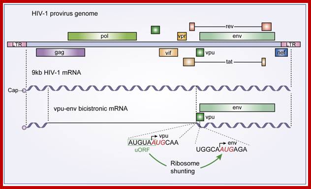 Image result for hiv genome replication