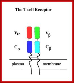basic  structure of the T cell receptor