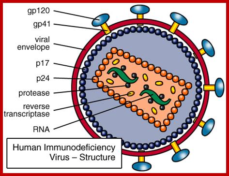 Image result for HIV infection-GP 41 protein