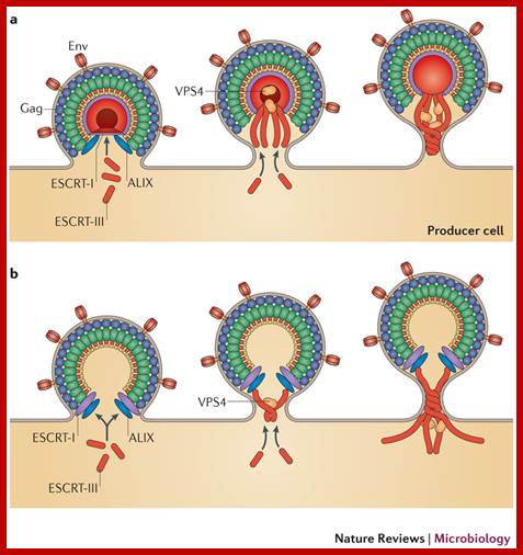 Image result for HIV- viral budding