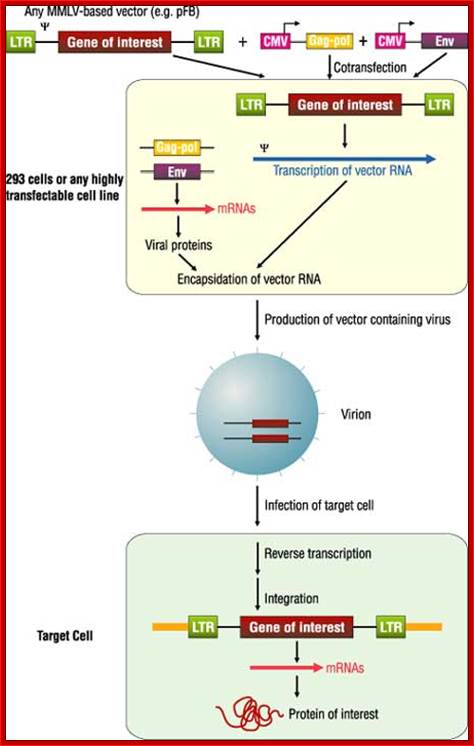 Production of Replication-Defective Virus