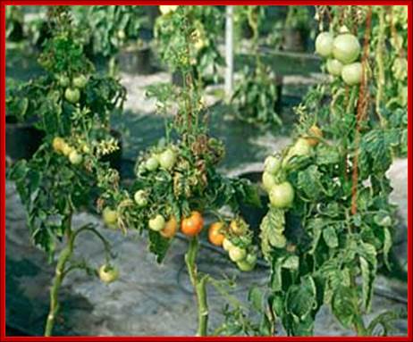 Greenhouse tomato plants infected with TCDVd